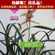 建蘭金荷 經典名品全解析與選購養護指南