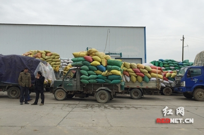 湖南中晚稻托市收購有序進(jìn)行 未出現(xiàn)&ldquo;賣糧難&rdquo;_其它_網(wǎng)